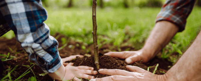 Hands planting a tree