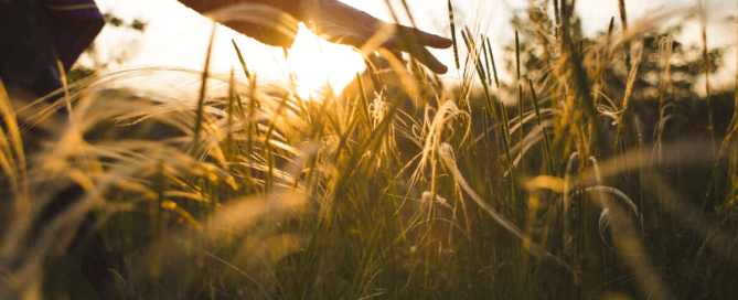 A hand gently brushing through tall grass in warm golden sunlight at sunset.